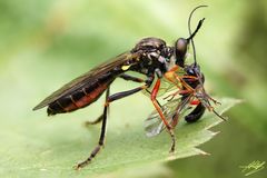 Höcker-Habichtsfliege mit Beute Teil 2