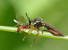 Höcker-Habichtsfliege(Dioctria rufipes)