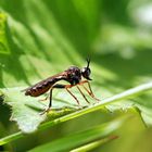 Höcker-Habichtsfliege,Weibchen