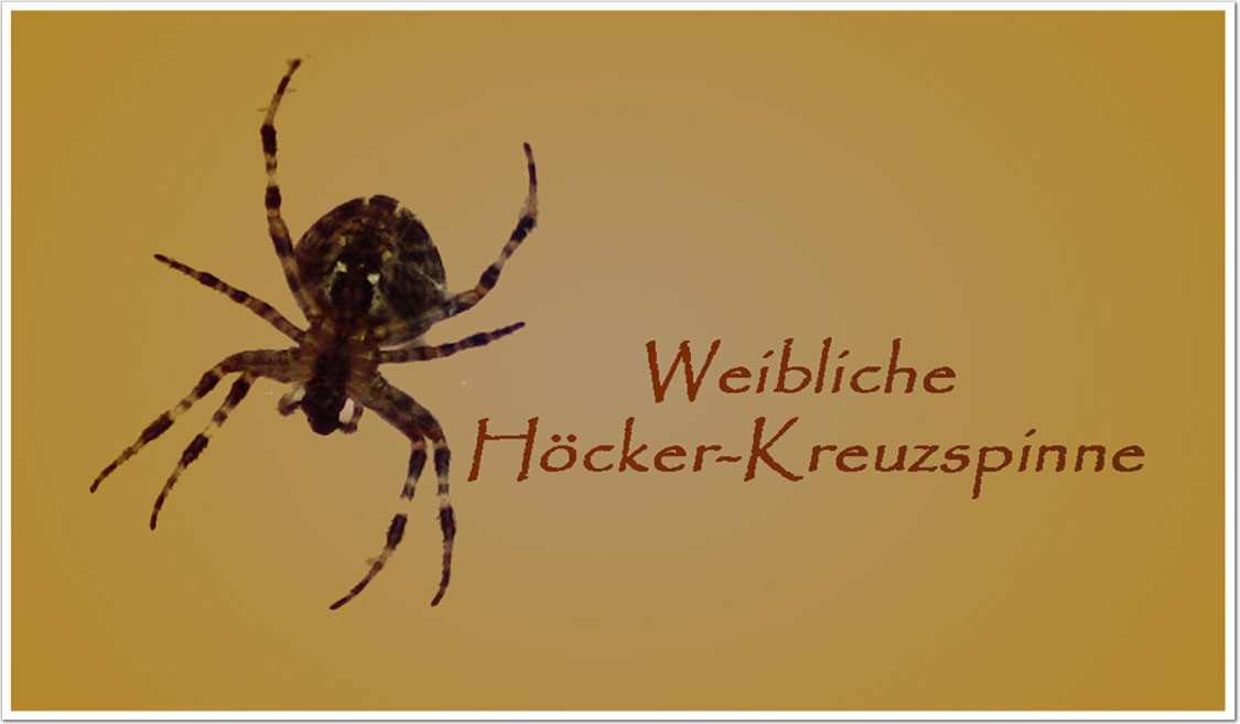 Höcker-Kreuzspinne