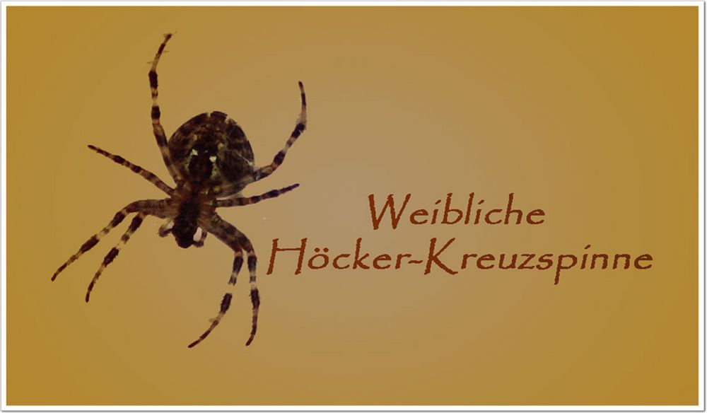 Höcker-Kreuzspinne