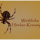 Höcker-Kreuzspinne