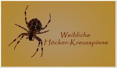 Höcker-Kreuzspinne