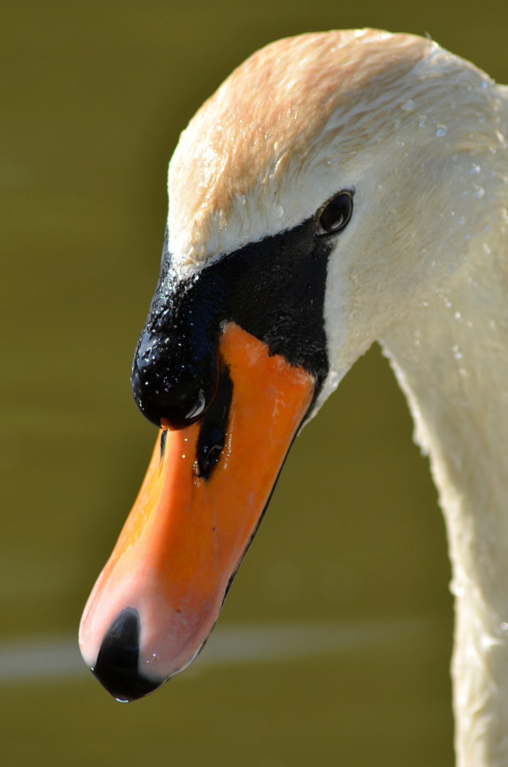 Höcker-Schwan in der Kasseler Karlsaue