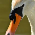 Höcker-Schwan in der Kasseler Karlsaue