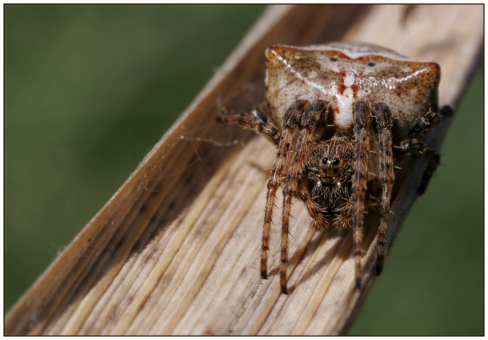 Höcker - Spinne