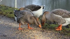 Höckergans am Canal de Huningue