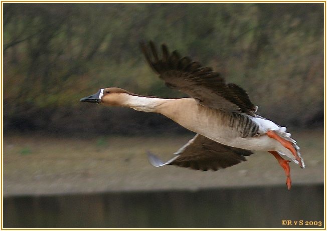 Höckergans macht ihren Abflug