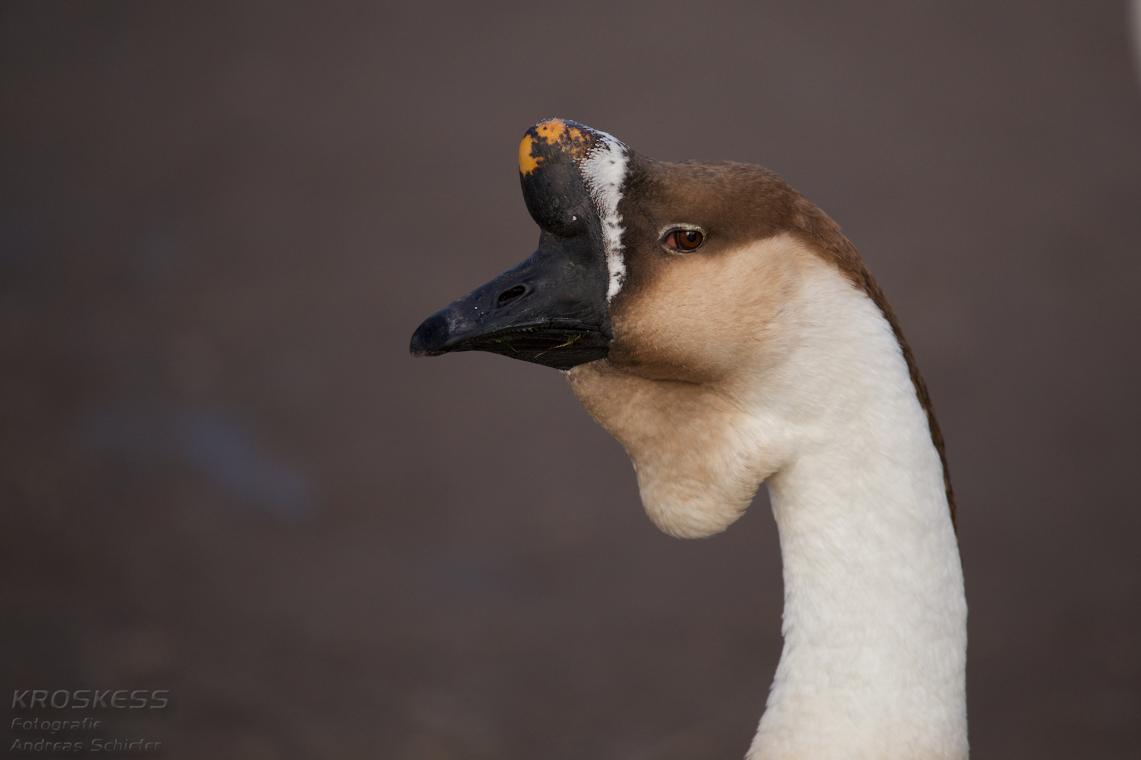 Höckergans - Portrait eines Ganter