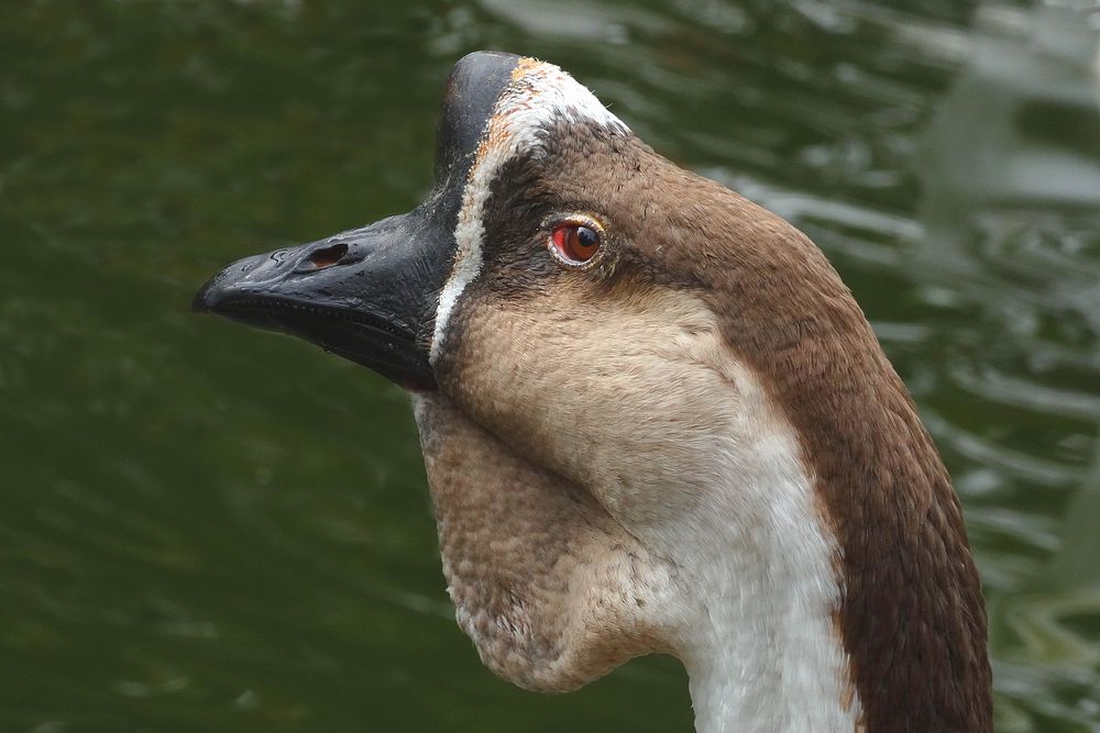 Höckergans (ZOO NEUWIED)