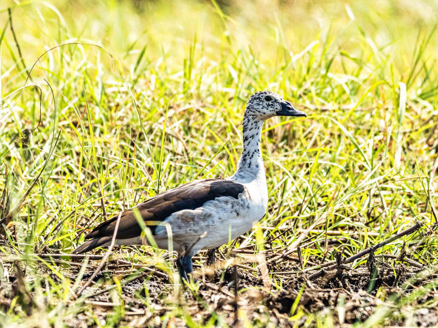 Höckerglanzgans im Okavango-Delta