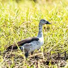 Höckerglanzgans im Okavango-Delta