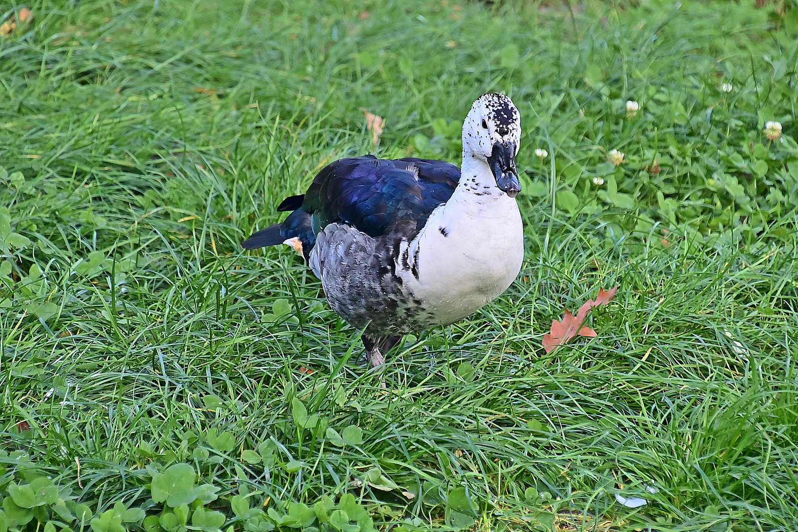 Höckerglanzgans (Sarkidiornis melanotos)