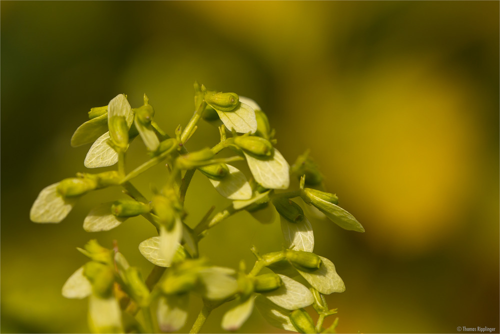 Höckeriger Goldbaldrian (Patrinia gibbosa)