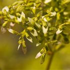 Höckeriger Goldbaldrian (Patrinia gibbosa)