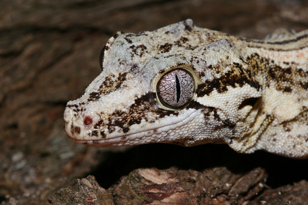 Höckerkopfgecko