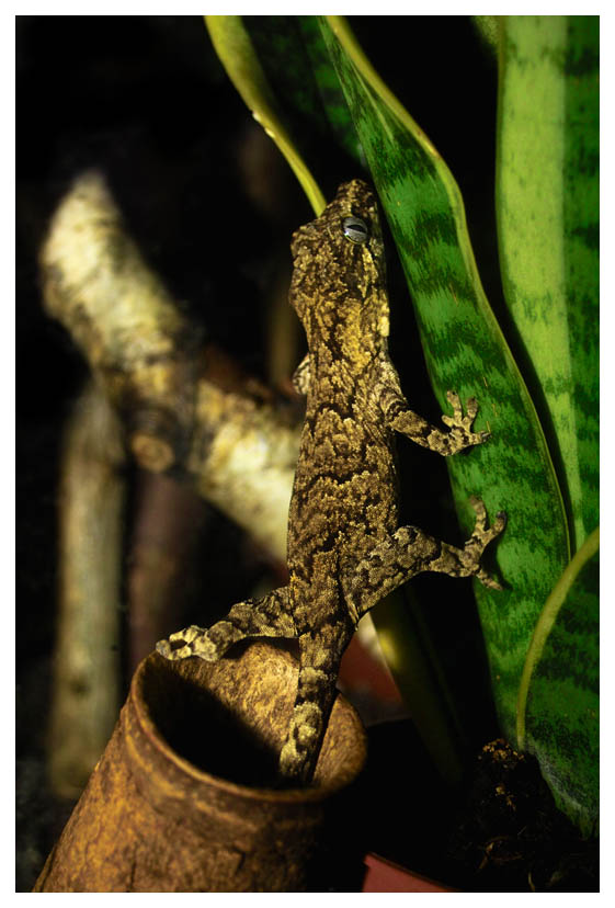 Höckerkopfgecko beim klettern