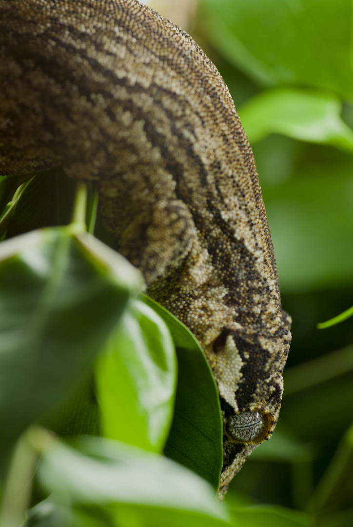 Höckerkopfgecko - eine selten fotografierte Geckoart