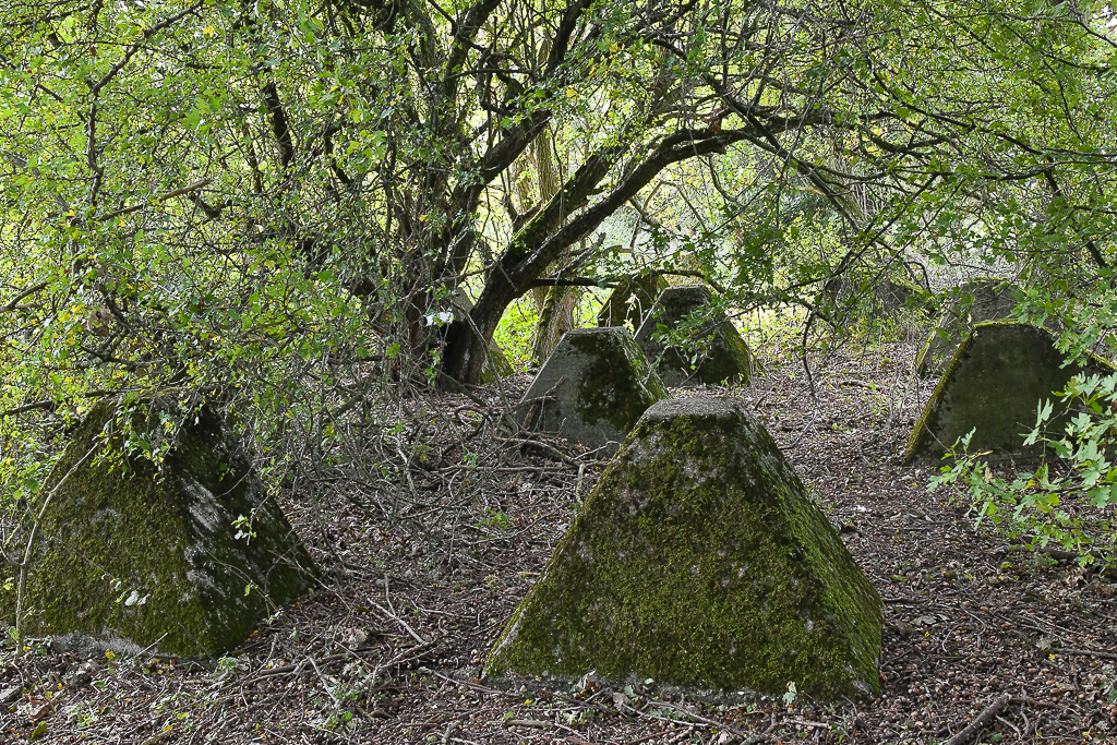 Höckerlinie des Westwalls bei Aken-Schneeberg (B)