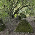 Höckerlinie des Westwalls bei Aken-Schneeberg (B)