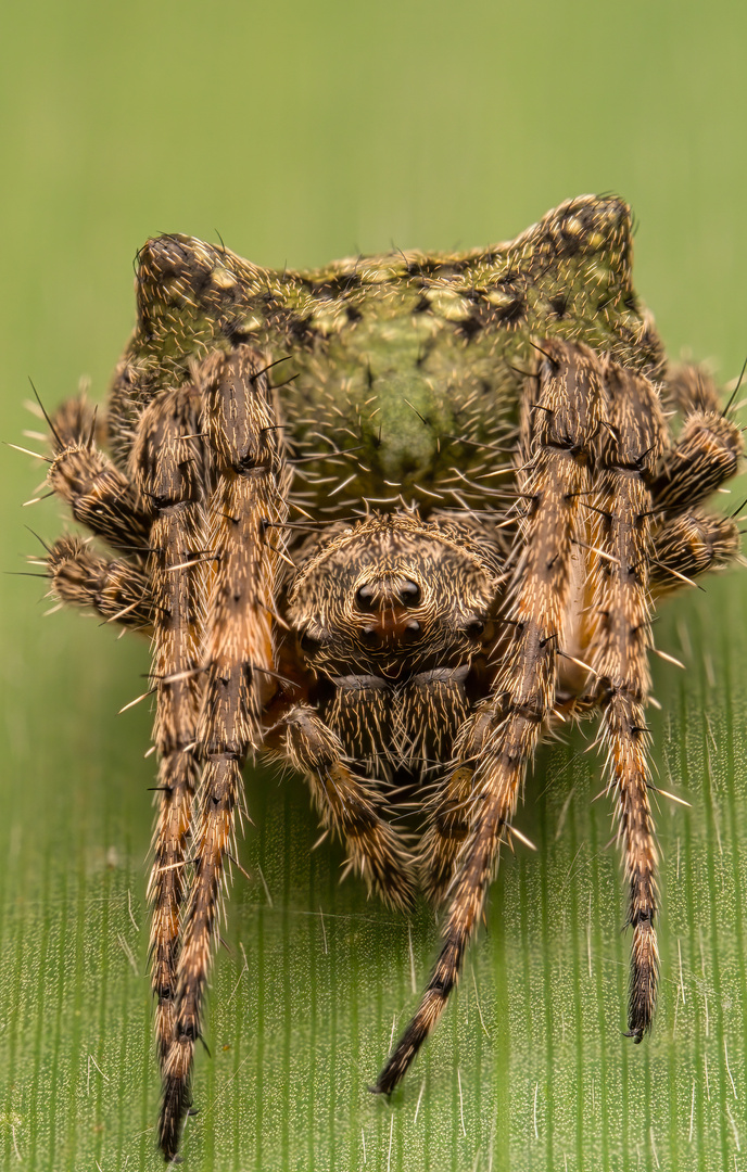 Höckerradnetzspinne