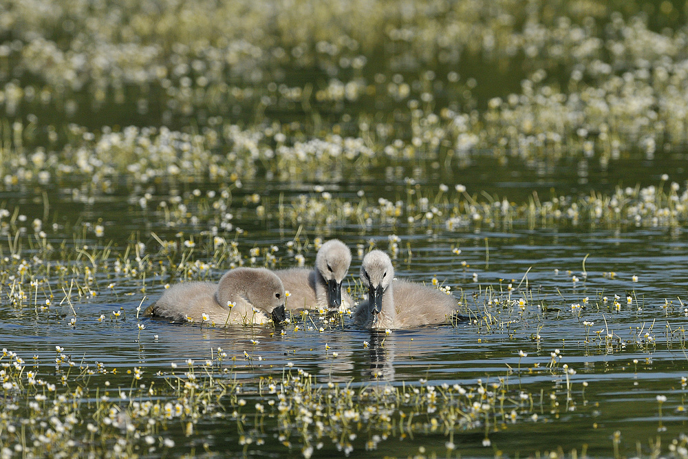 Höckerschwänchen - Dreier im Blütenmeer