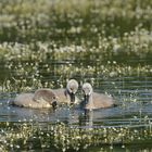 Höckerschwänchen - Dreier im Blütenmeer