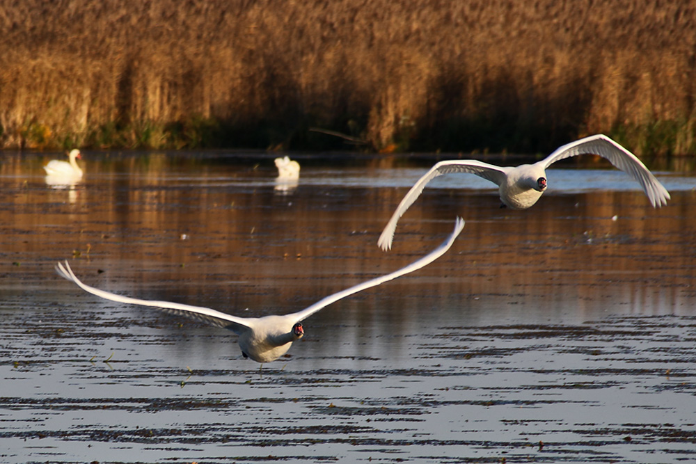 Höckerschwäne am Federsee