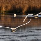 Höckerschwäne am Federsee