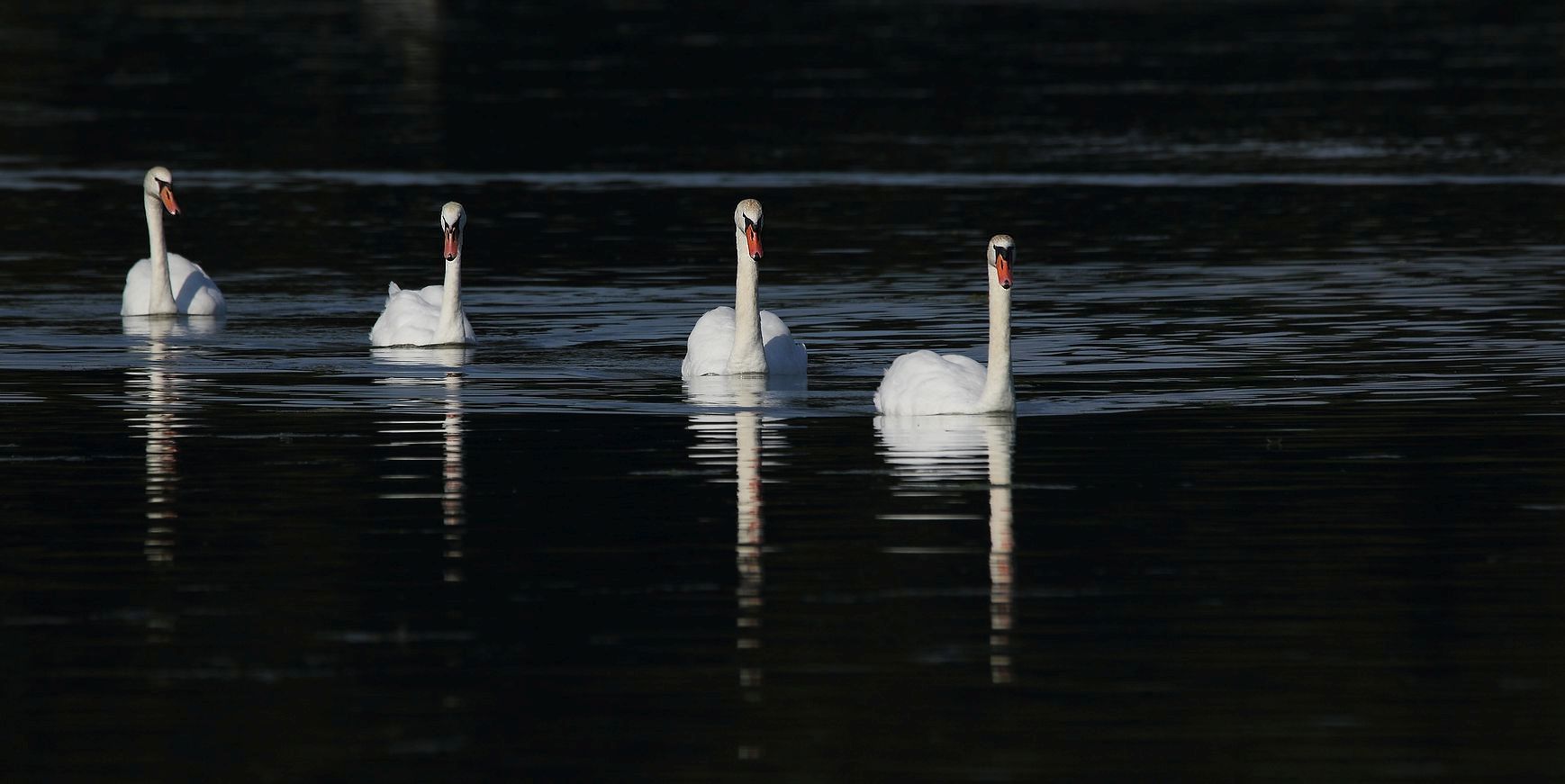 Höckerschwäne am Kleinen Bischofsweiher