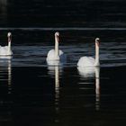 Höckerschwäne am Kleinen Bischofsweiher