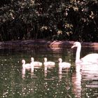 Höckerschwäne am Weindelsee