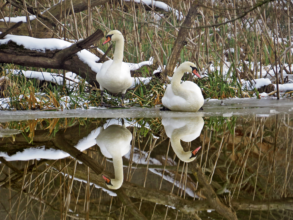 HÖCKERSCHWÄNE AN DER 'KUHBRÜCKE'