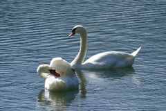 Höckerschwäne auf dem Alpsee am Schloß Hohenschwangau