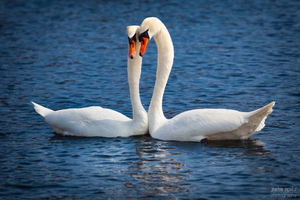 Höckerschwäne