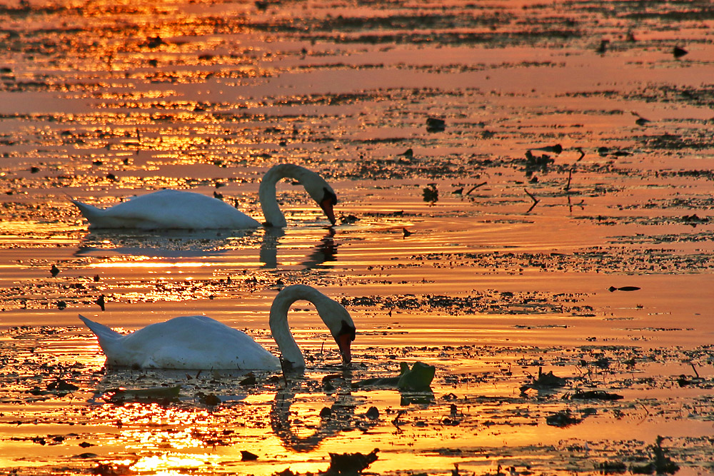 Höckerschwäne bei Sonnenuntergangsstimmung