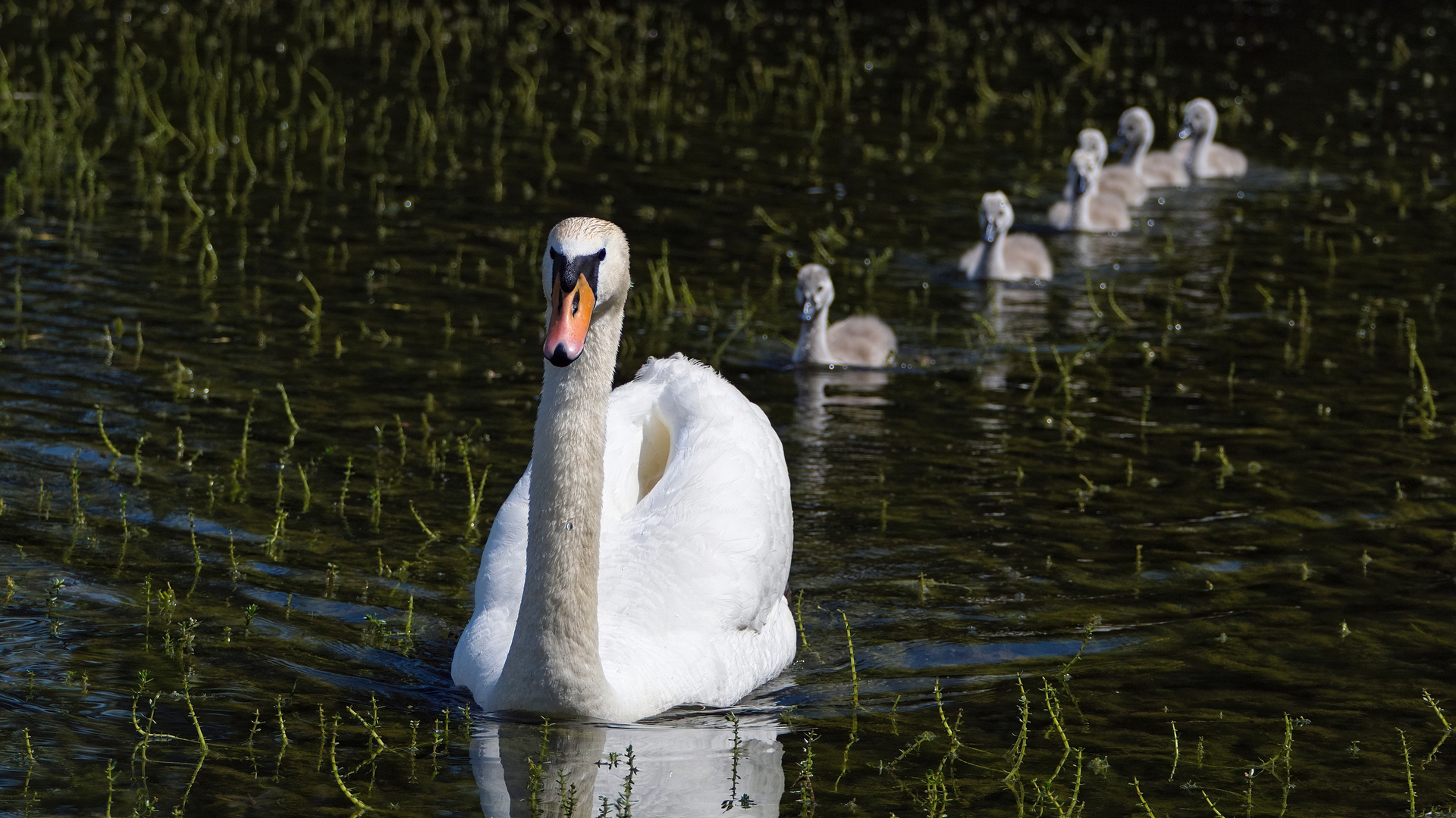 Höckerschwäne (Cygnus olor)