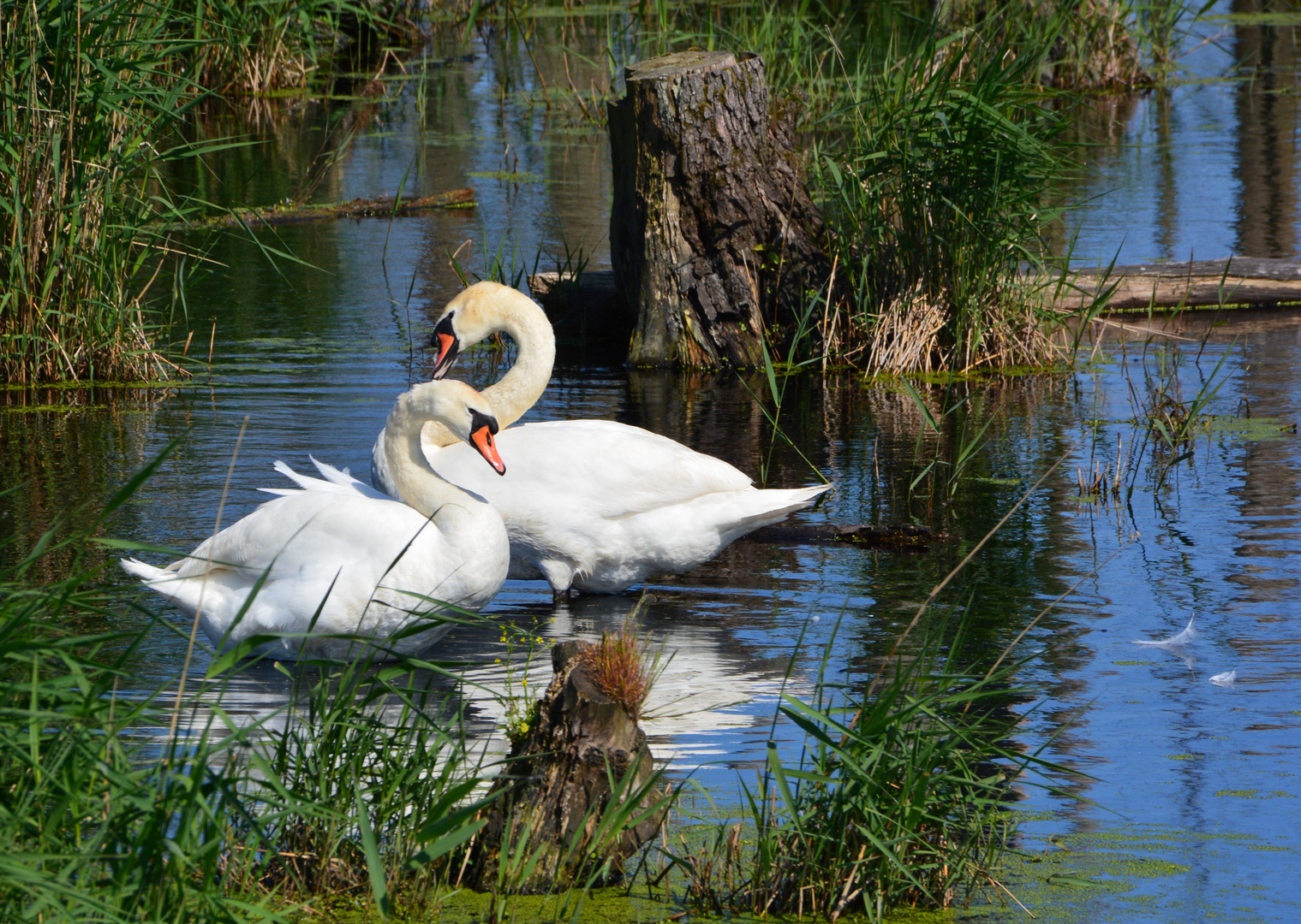 Höckerschwäne (Cygnus olor)