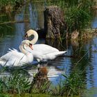 Höckerschwäne (Cygnus olor)