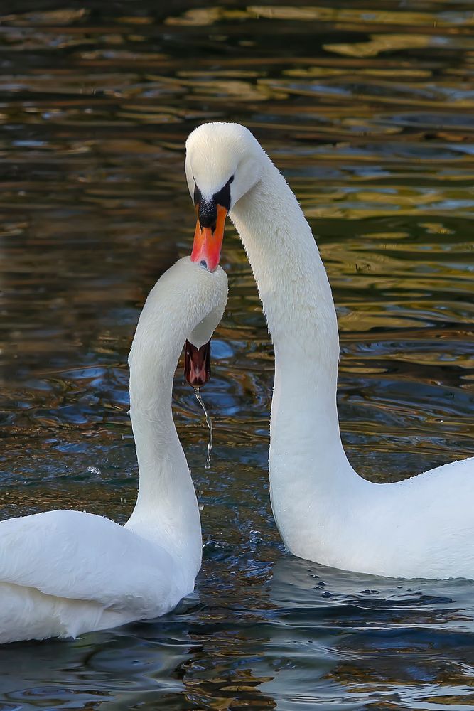 Höckerschwäne (Cygnus olor)