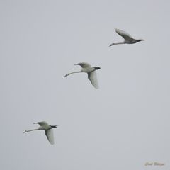 Höckerschwäne (Cygnus olor)