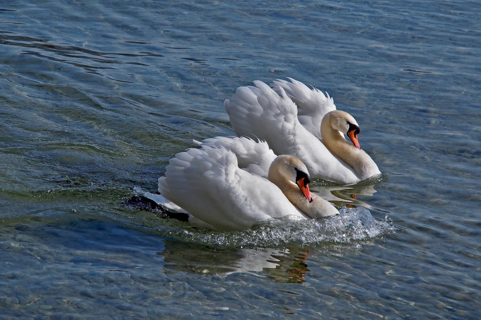 Höckerschwäne (Cygnus olor) - Cygnes tuberculés.