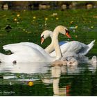 --- Höckerschwäne --- ( Cygnus olor )