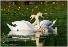 --- Höckerschwäne --- ( Cygnus olor )