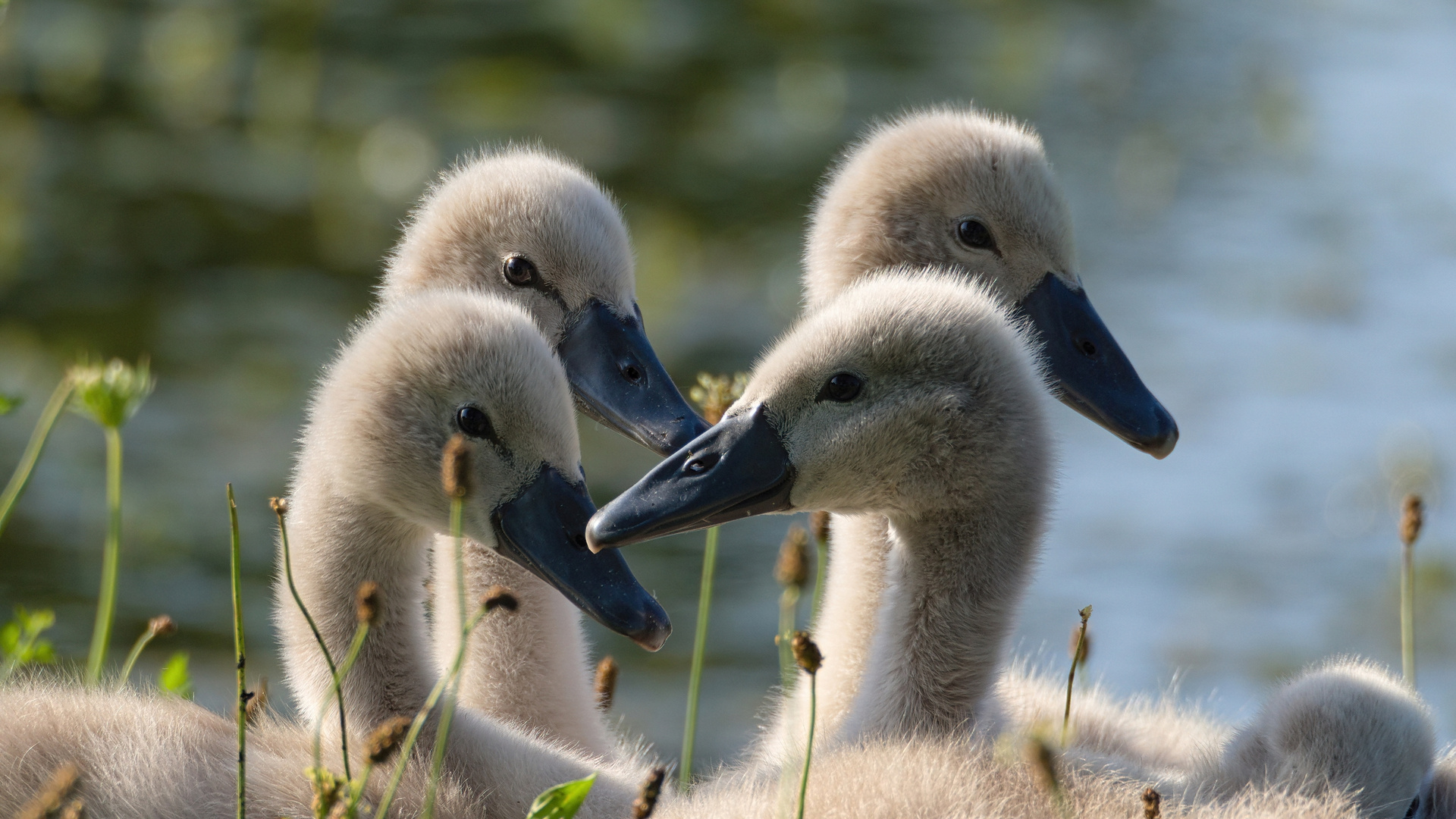 Höckerschwäne (Cygnus olor)