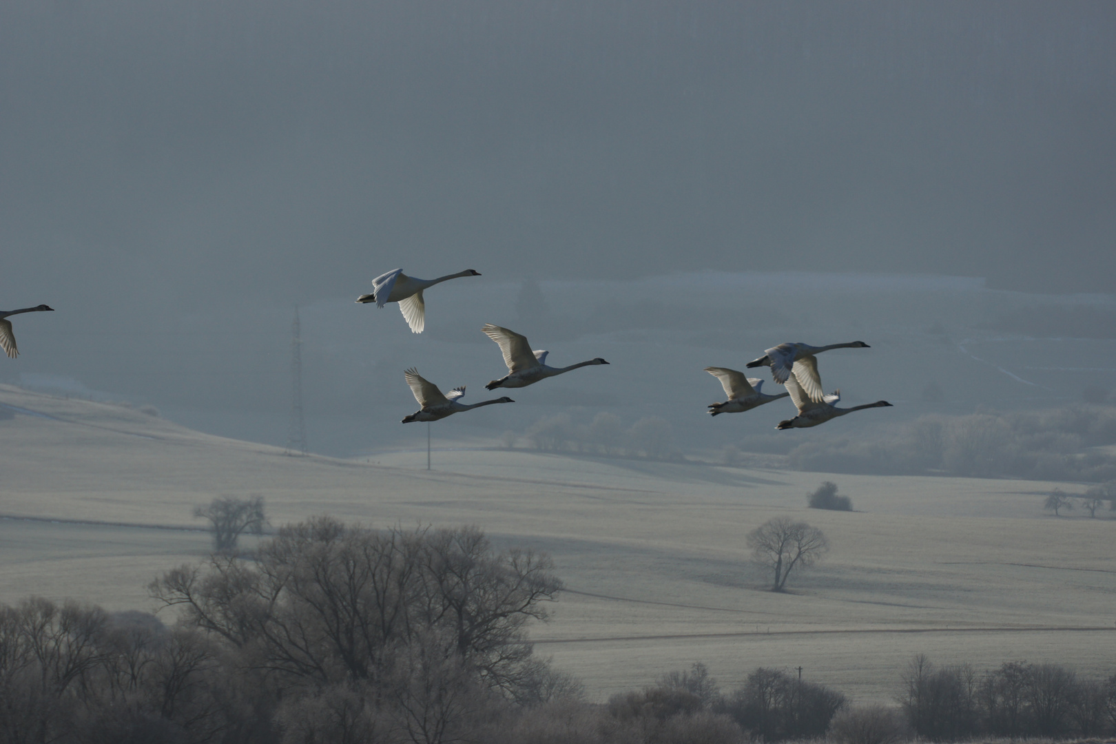 Höckerschwäne im Abflug