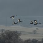 Höckerschwäne im Abflug