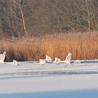 Höckerschwäne im Flug