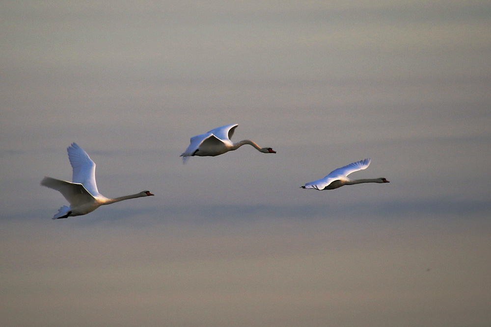 Höckerschwäne im Flug