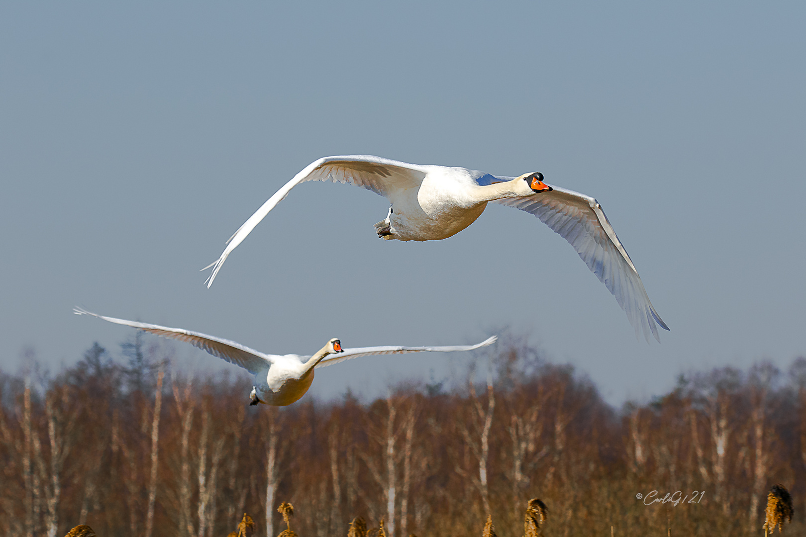 Höckerschwäne im Überflug